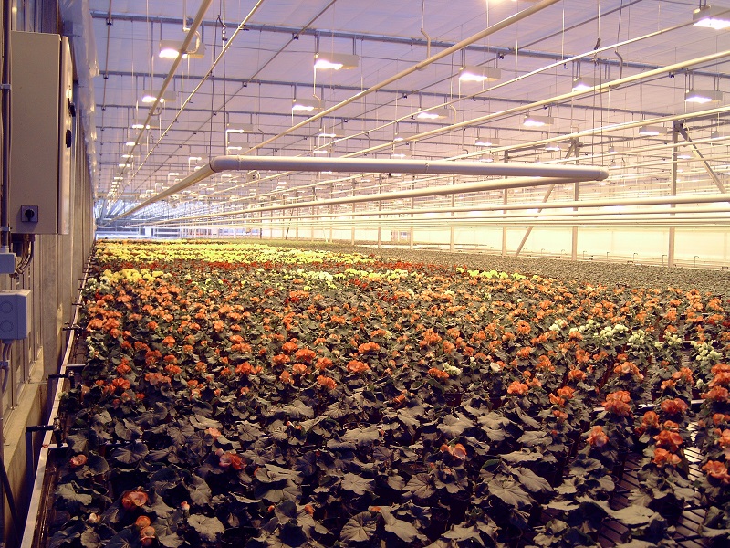 Greenhouses or horticultuur of vegetables, fuirt, flowers, plants, trees, bulbs and seeds.
							We have realized several projects in the Netherlands, Russia, Poland, Norway and Japan. Mainly automatic transpoort of containers by menas of conveyors, pushers, pullers, trains,
							overhead transporters etc. A flowery collection!